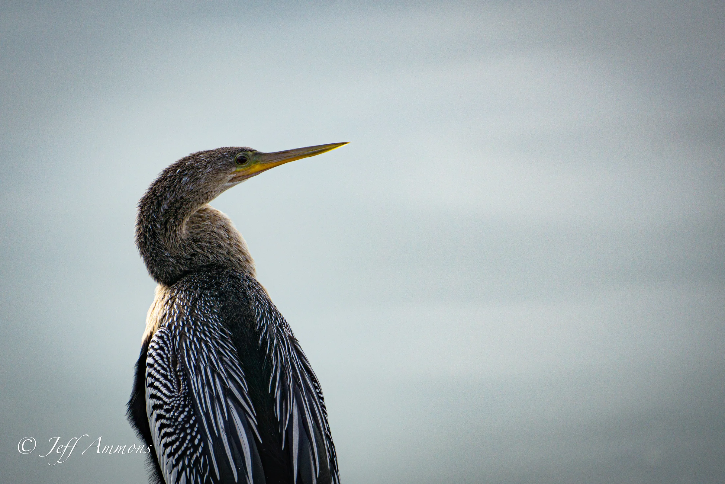 Close-up of an Anhinga looking to the right. It has a long neck, sharp beak, and black and white patterned feathers.