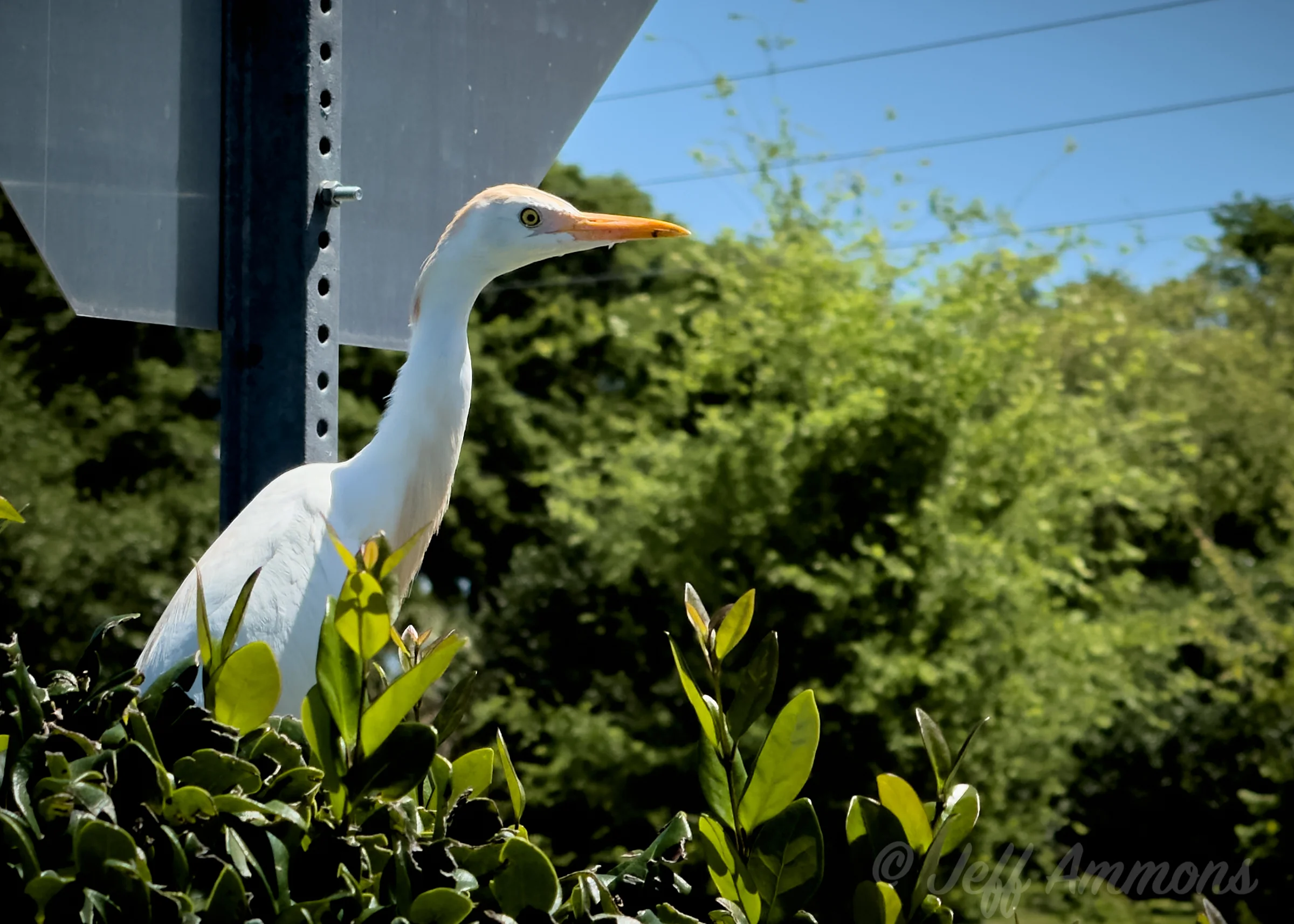A cattle egret perched in a shrub beneath a stop sign in a Central Florida parking lot, neck extended and eyes focused, hunting lizards on a sunny day.