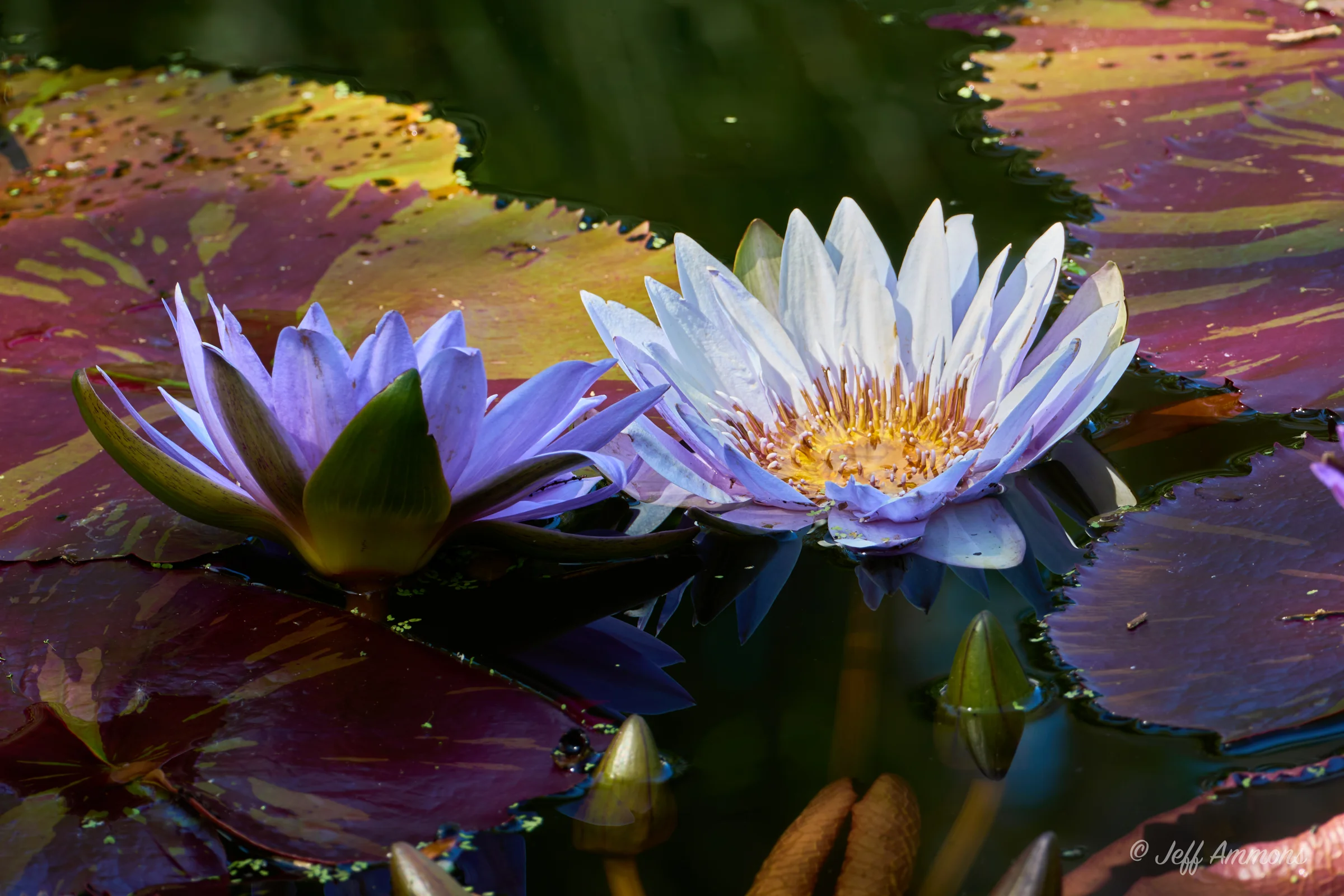 Water lily with blueish-white petals and a yellow center floating on calm water