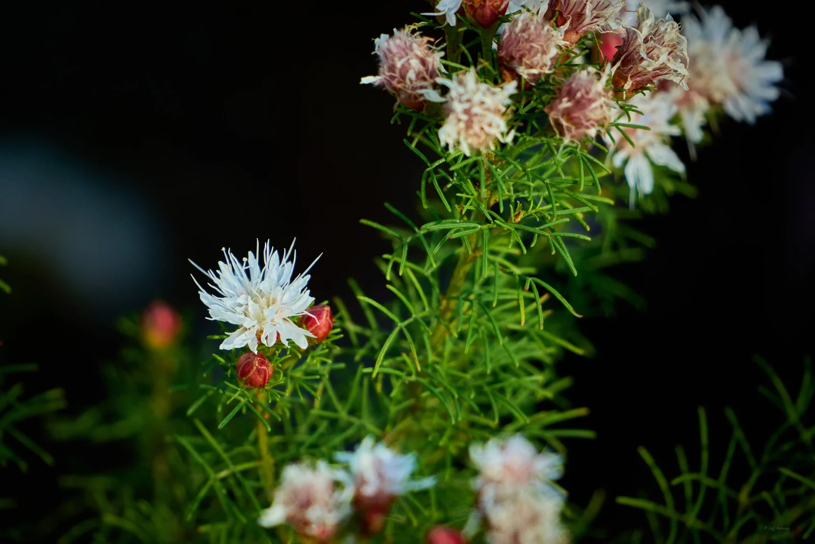 Close-up of Summer Farewell blooms with white petals and red buds resembling ornaments.