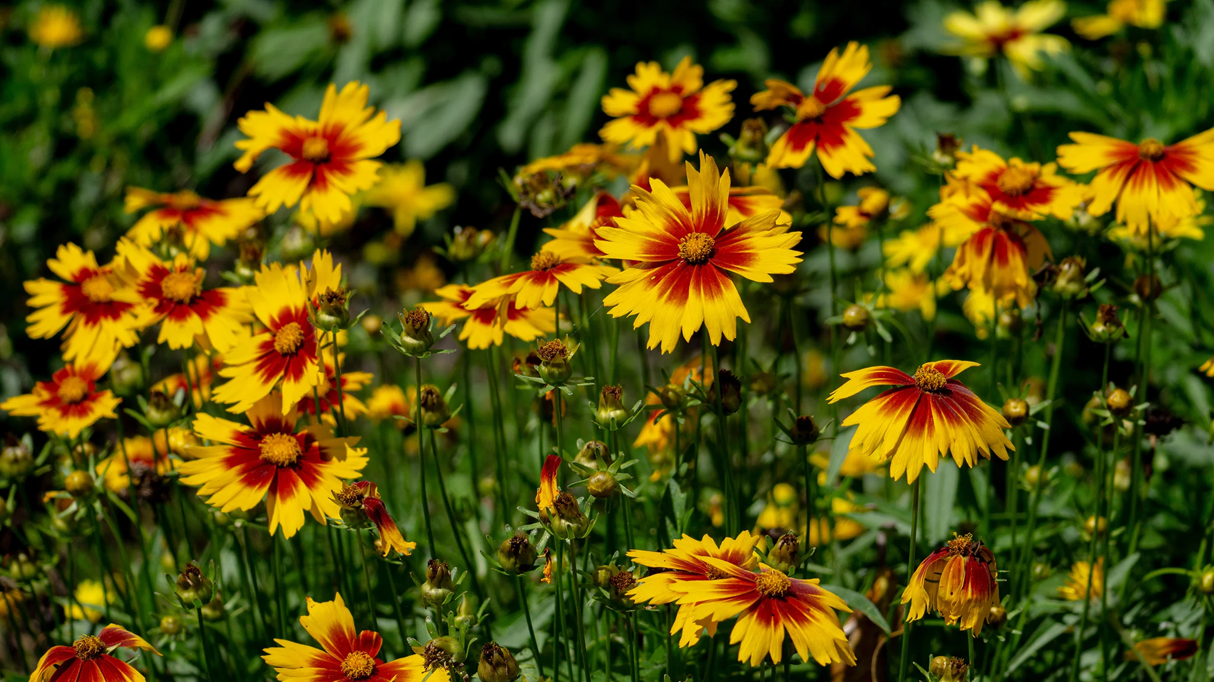 A field of yellow and red flowers. The petals are red towards the center and yellow towards the edges.