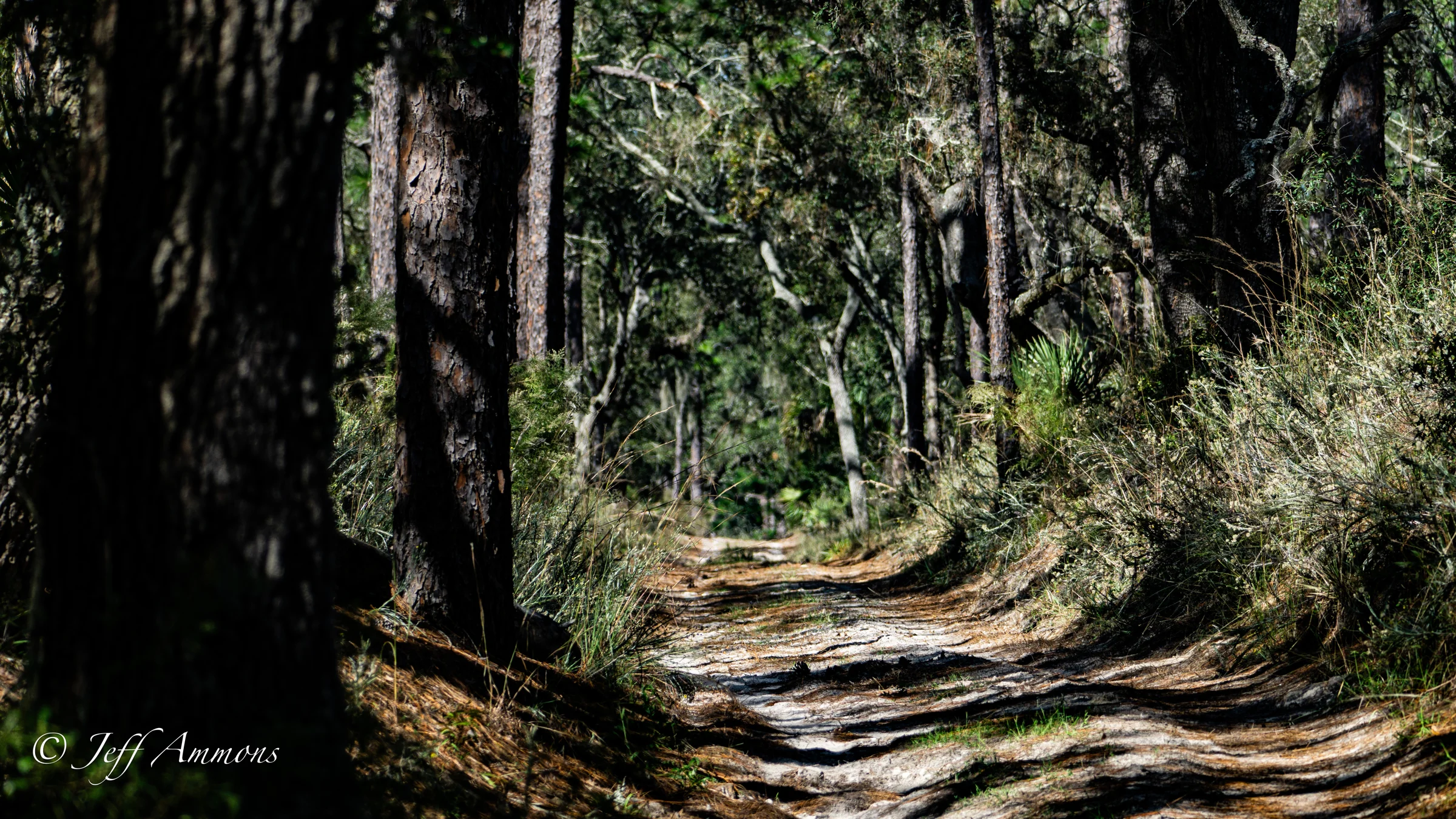Volksmarch trail winding through pines in Wekiwa Springs State Park.