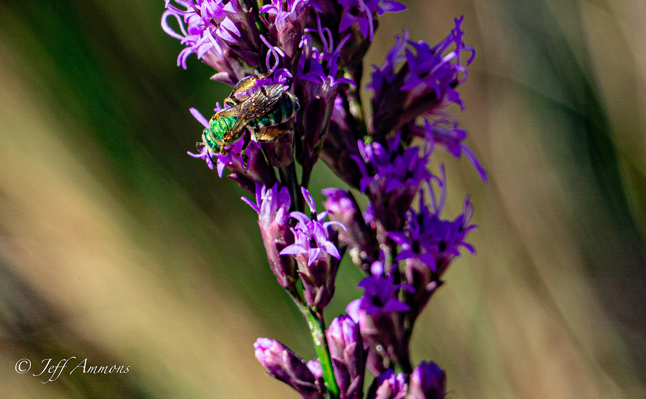 A gold and green bee on purple flowers