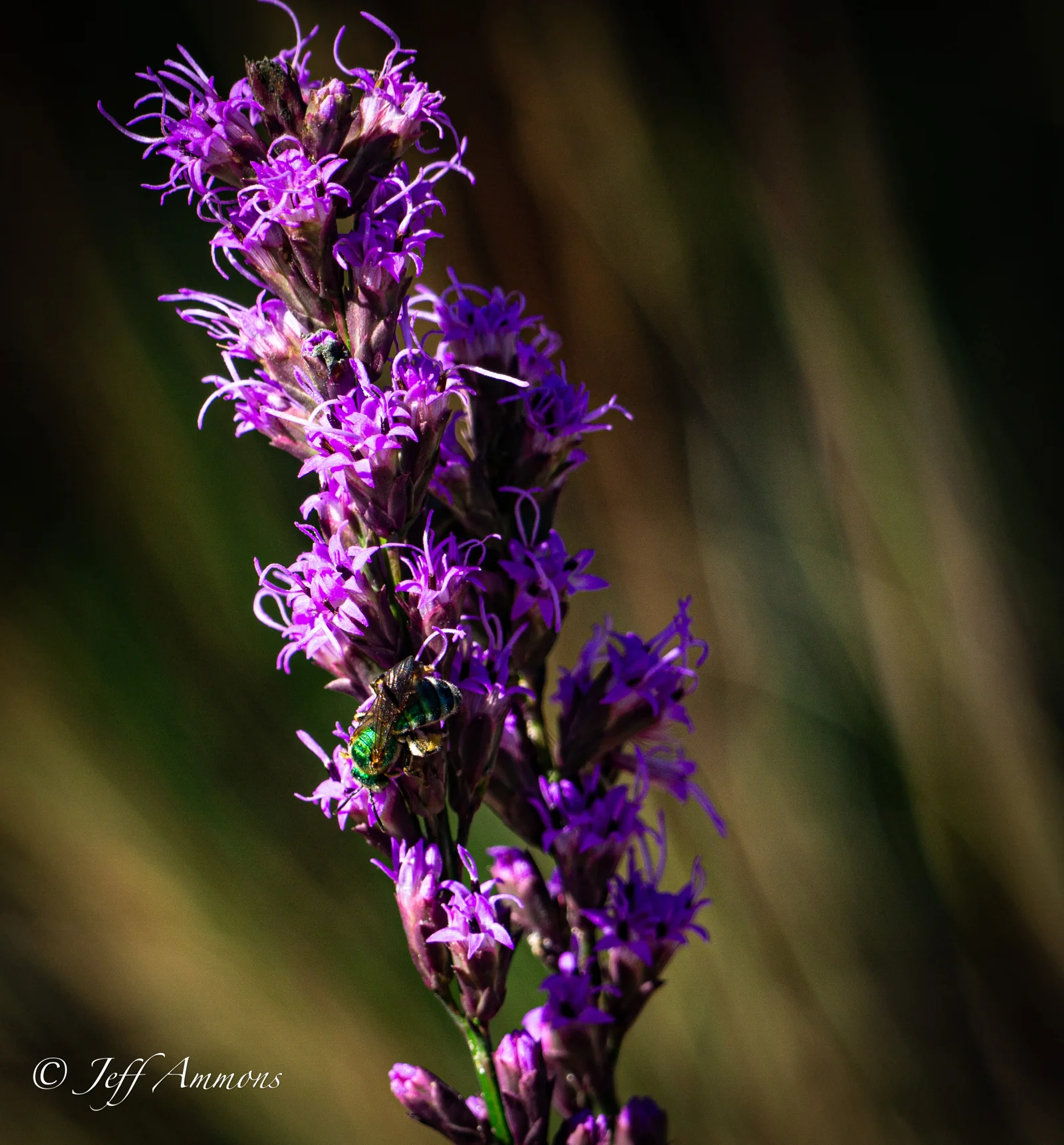 A Wider Shot of the Green and Gold Bee and Purple Flowers