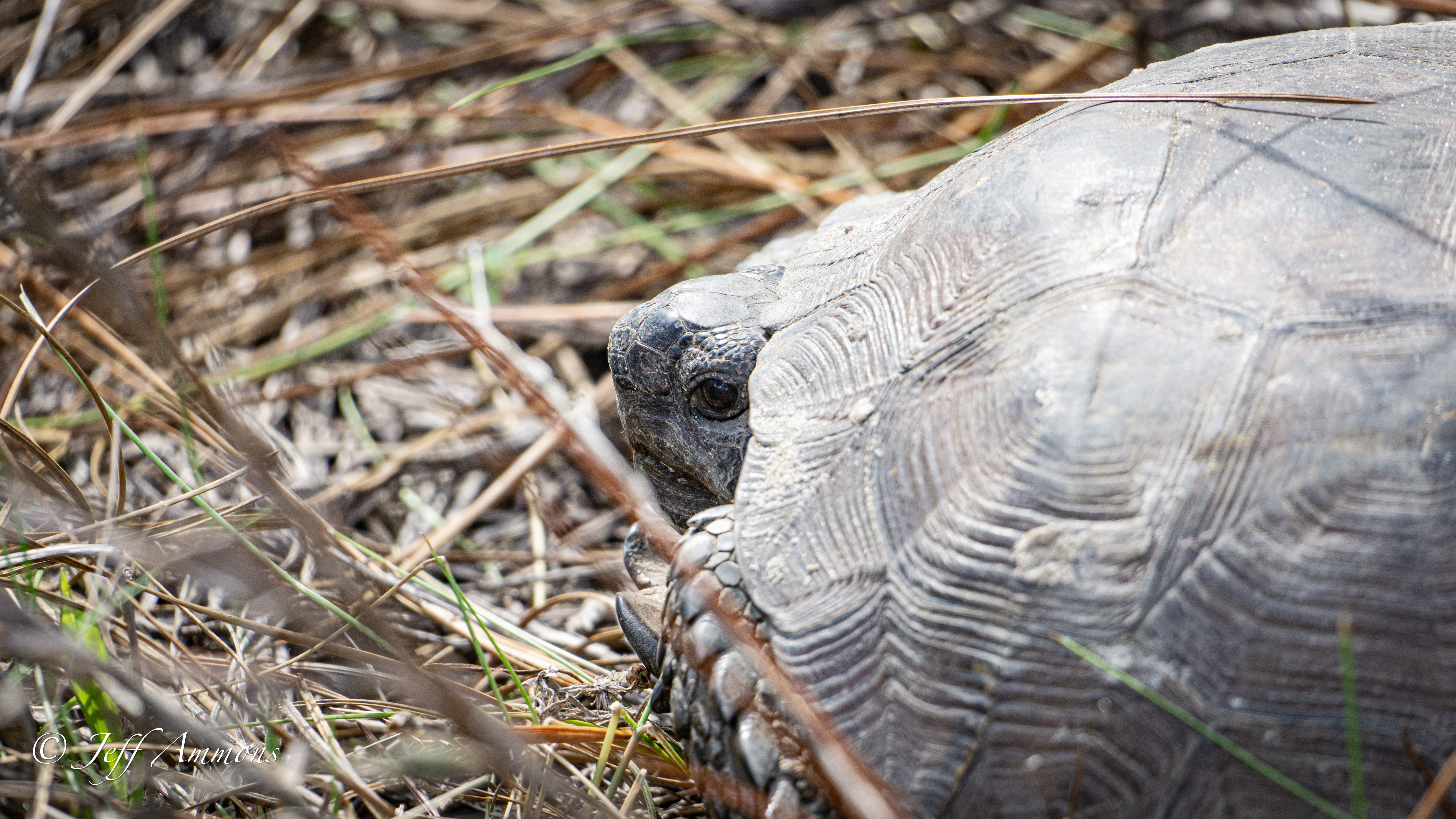Close-Up of Tortoise