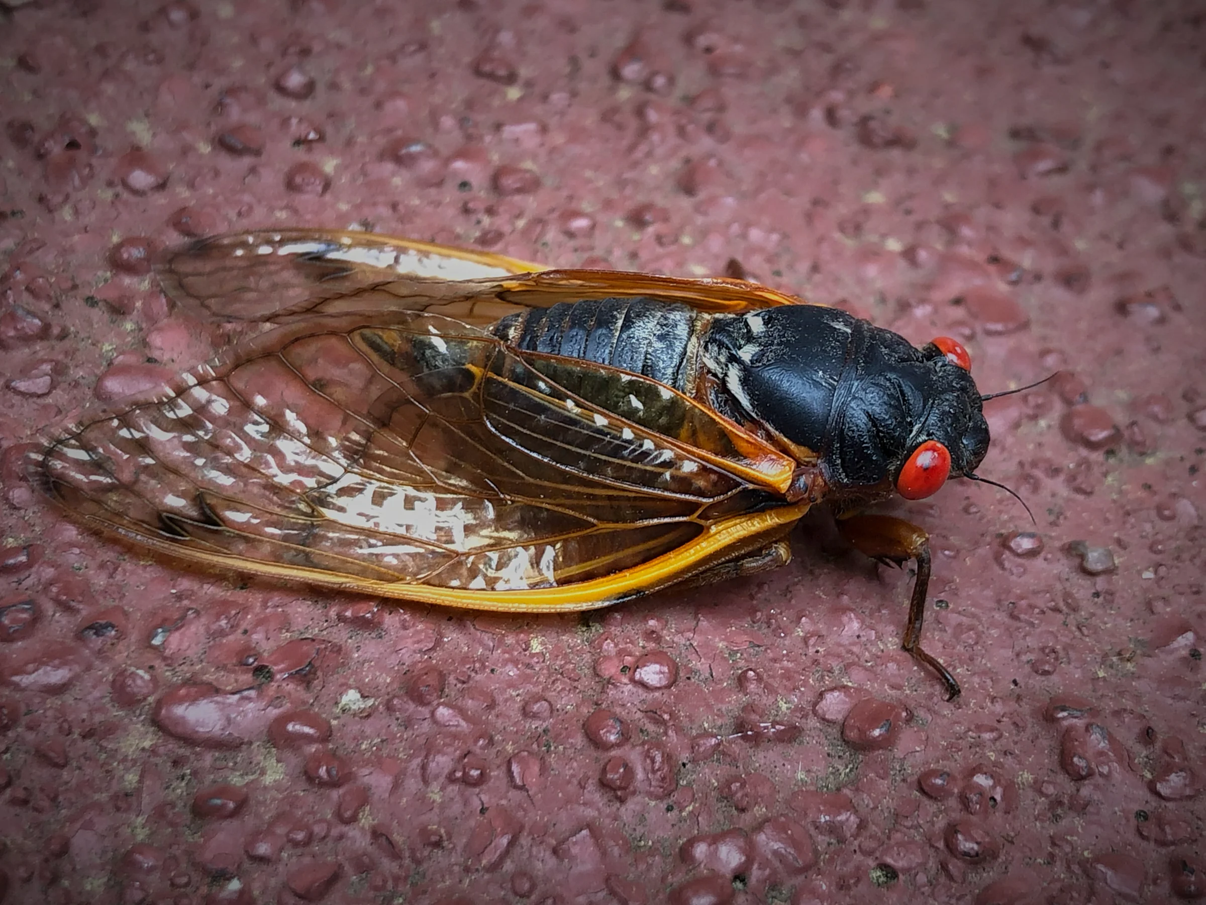 Large cicada with a black body, windowpane wings, and intense red eyes