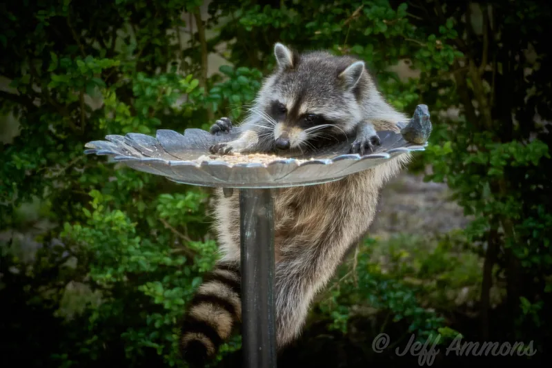 Raccoon hanging from birdbath used as a bird feeder reaching for more seeds